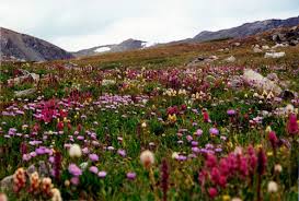 Alpine Villa Activities Summer Wildflowers, mountainside covered with bright-colored wildflowers